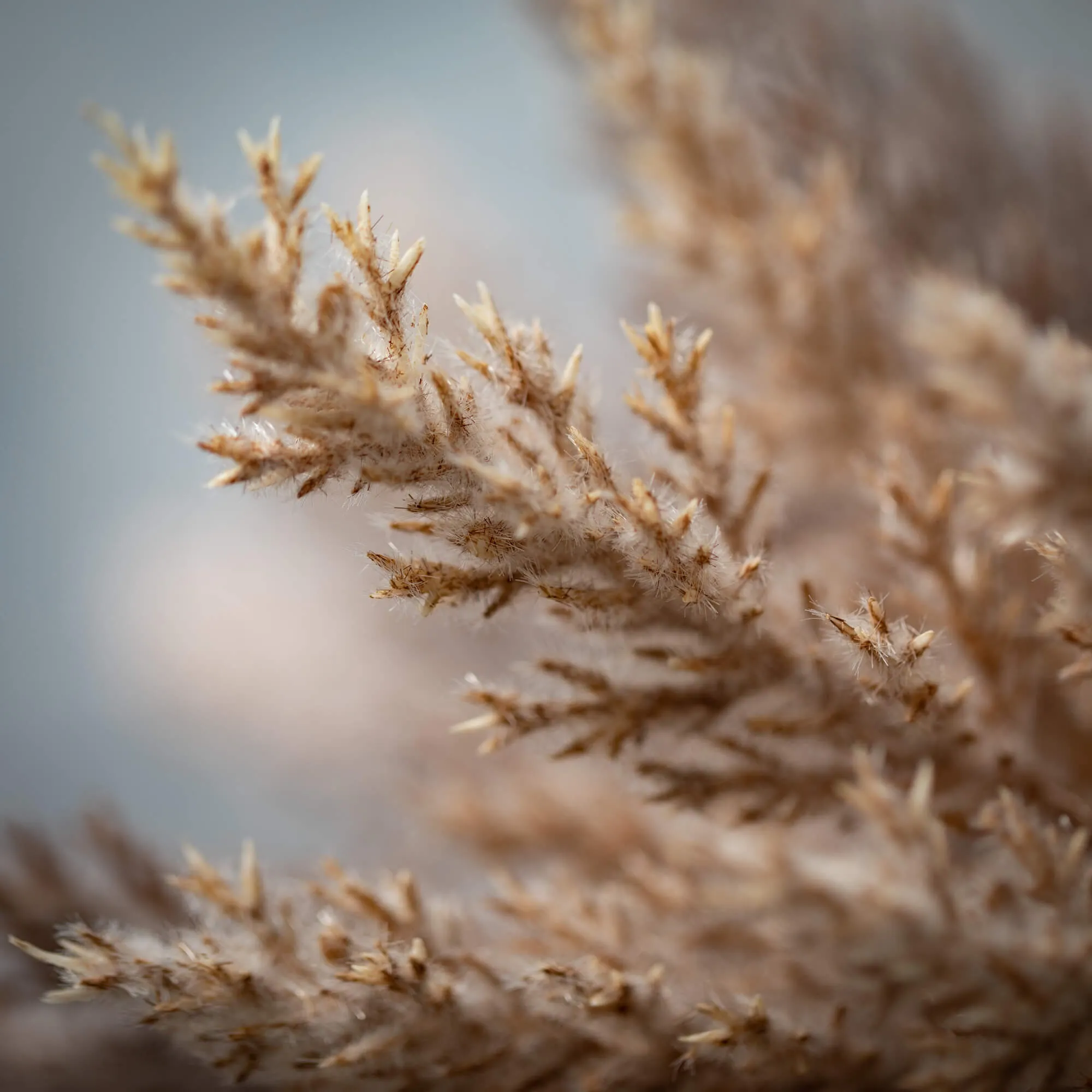 14"H Sullivans Pampas Grass Bush Bundles Set of 2, Brown