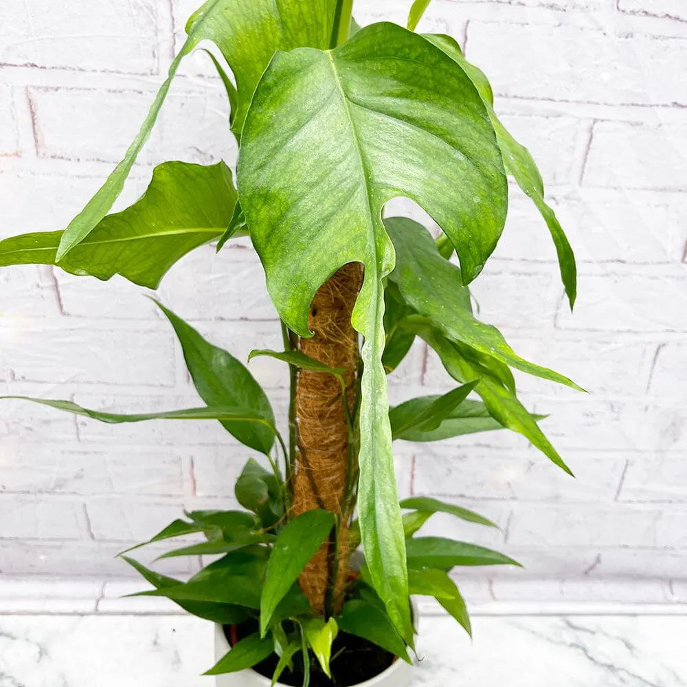 55 - 65cm Epipremnum Skeleton Key on Mosspole Pothos 17cm Pot House Plant