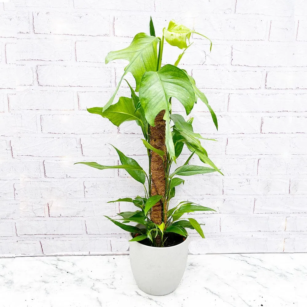 55 - 65cm Epipremnum Skeleton Key on Mosspole Pothos 17cm Pot House Plant