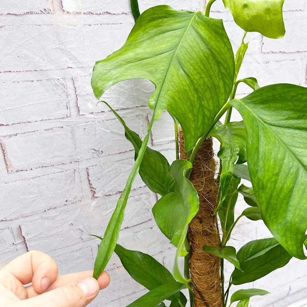 55 - 65cm Epipremnum Skeleton Key on Mosspole Pothos 17cm Pot House Plant