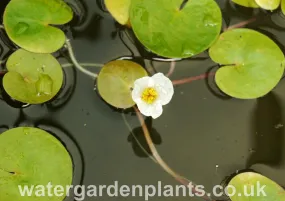 Hydrocharis morsus-ranae - Frogbit (Pack of 5)